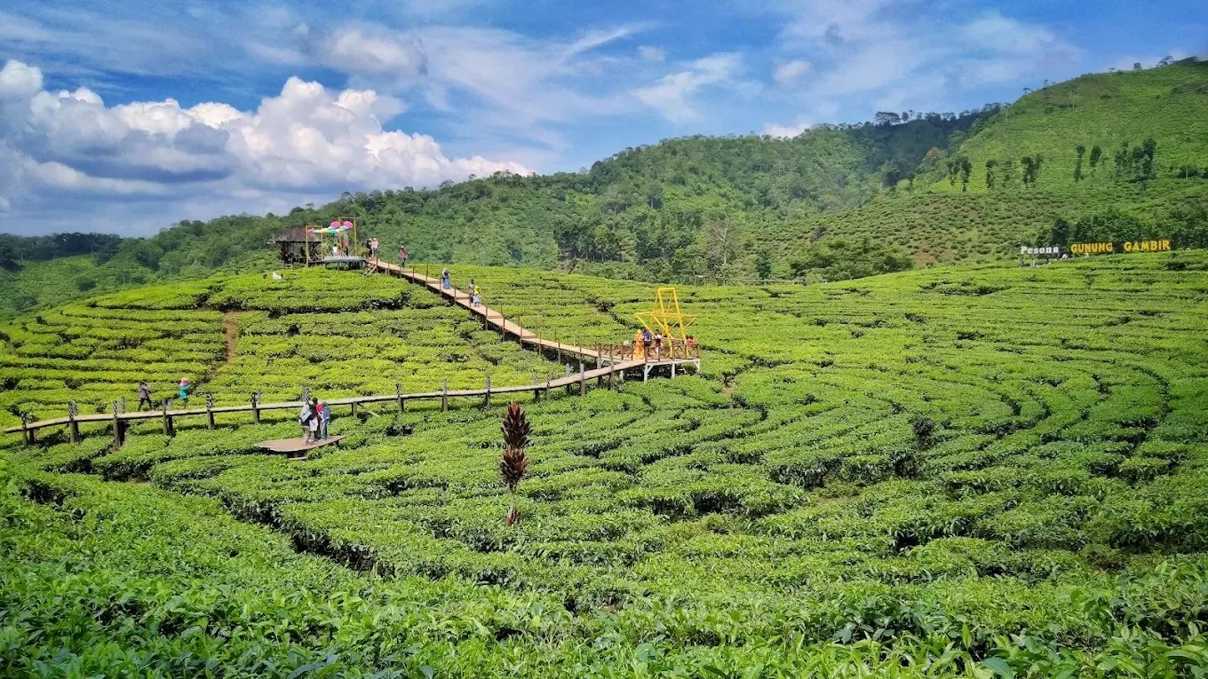 Wisata kebun teh gunung gambir
